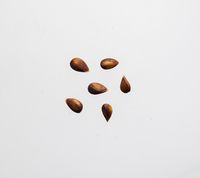 Ralls Janet æblekerner